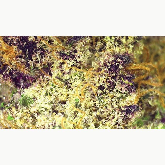Lights Out - Pink Acai (Sativa) Flower 3.5g - 1