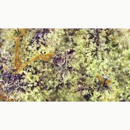 Lights Out - Master Kush (Indica) Flower 3.5g - 1