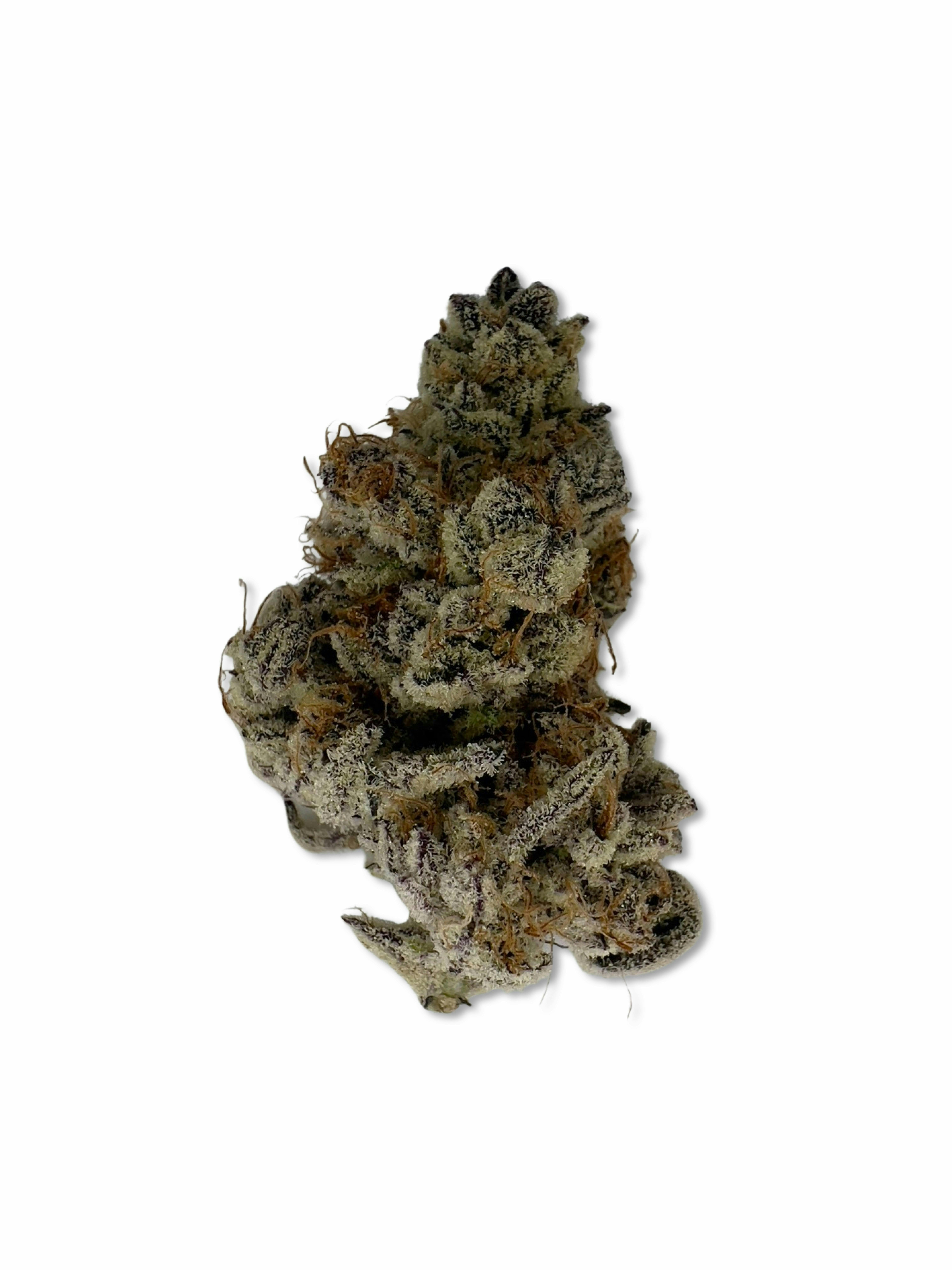 Indico - Grape Pie - Maine Trees - 1