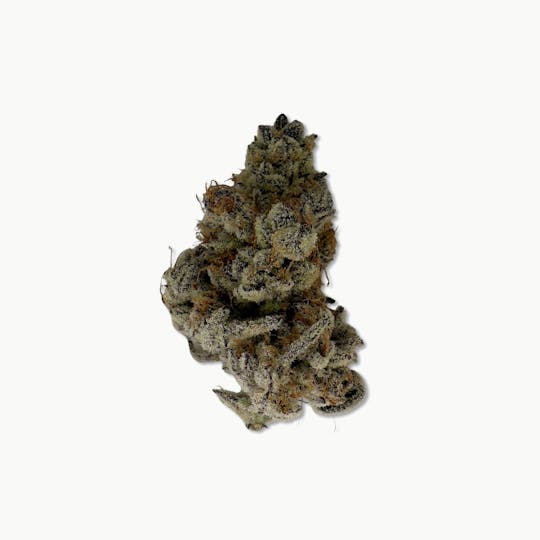 Indico - Grape Pie - Maine Trees - 1