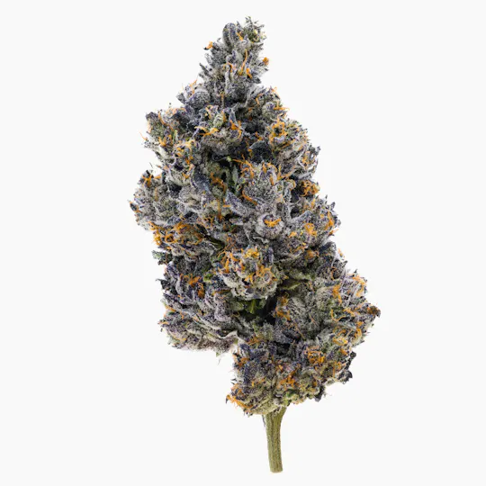 PHASES - Phases | Retrograde | Cherry Runtz | Big Buds | 3.5g - 1