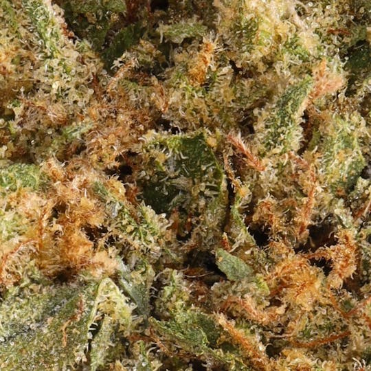 Hyperwolf - Gelato 42 - 1