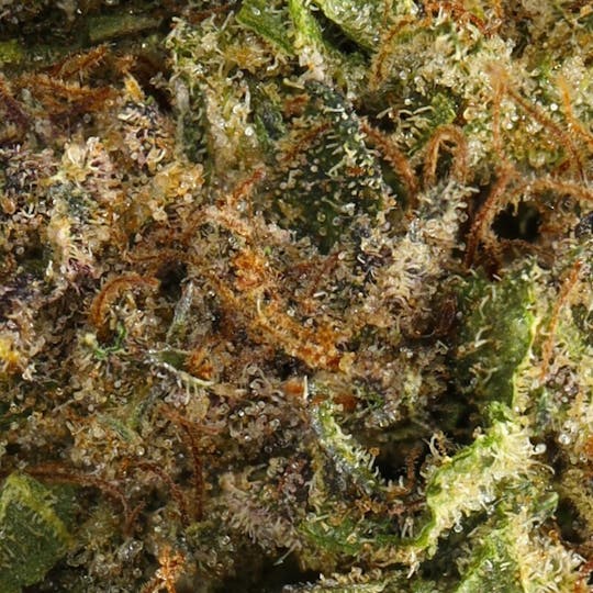 Hyperwolf - Forbidden Fruit - 1