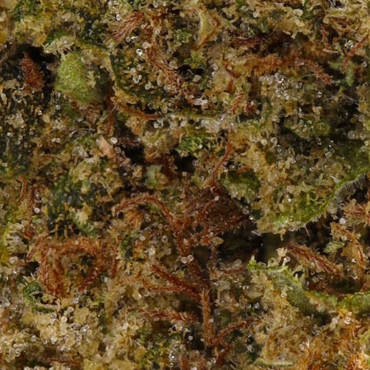 Hyperwolf - Caffeine Cookies - 1