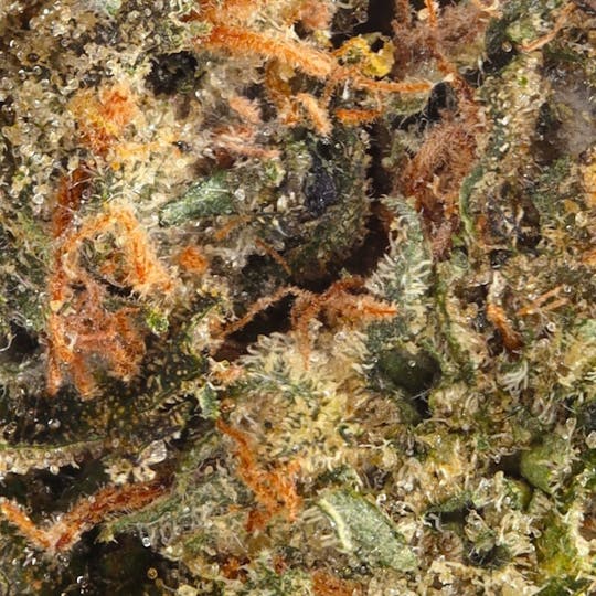 Hyperwolf - Zkittlez x Gelato - 1