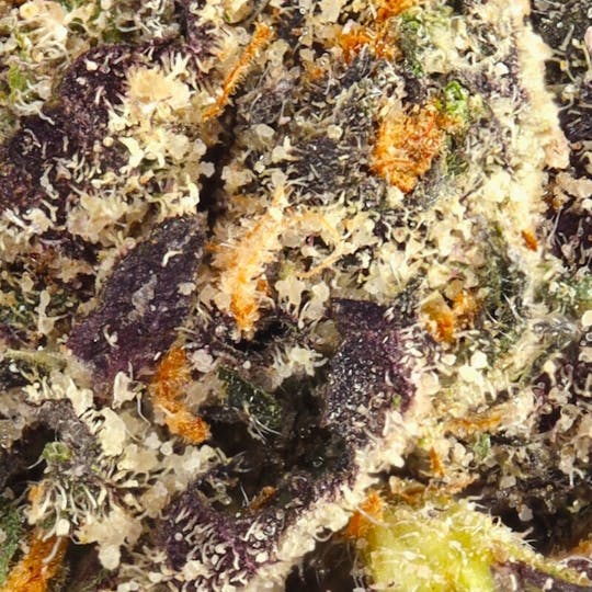 Hyperwolf - Platinum Cherry Gelato - 1