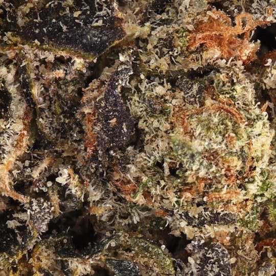 Hyperwolf - Gelato 33 - 1