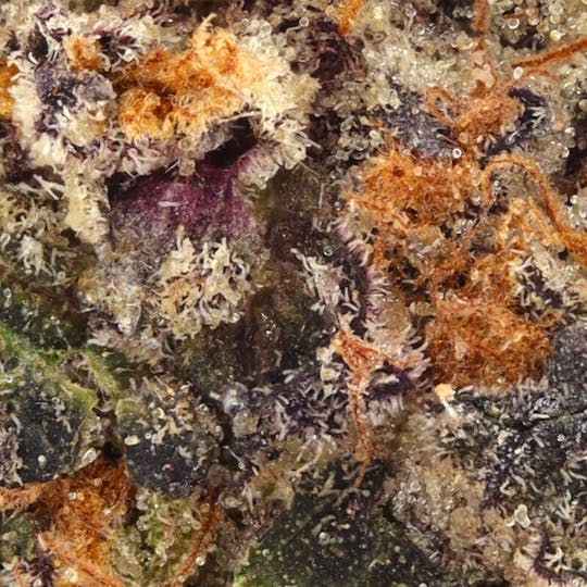 Hyperwolf - Girl Scout Cookies - 1