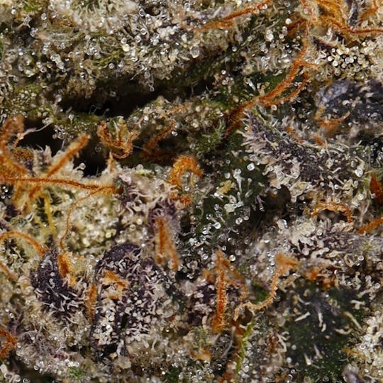 Hyperwolf - Final Destination - 1