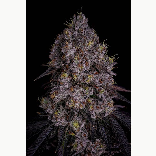 GOOD DAY FARM - GDF: Flower | Candy Pave #13 | 3.5g - 1
