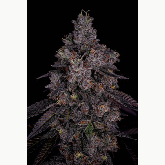 GOOD DAY FARM - GDF: Flower | Dunk Contest #2 | 3.5g - 1