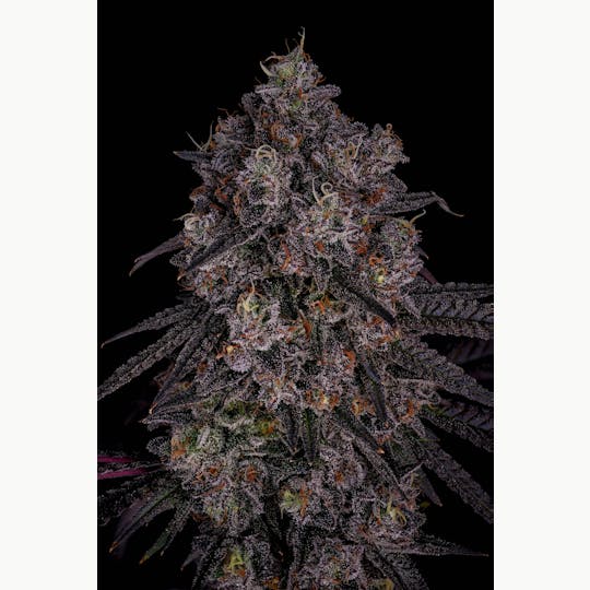 GOOD DAY FARM - GDF: Flower | Honeycomb Pave #5 | 3.5g - 1