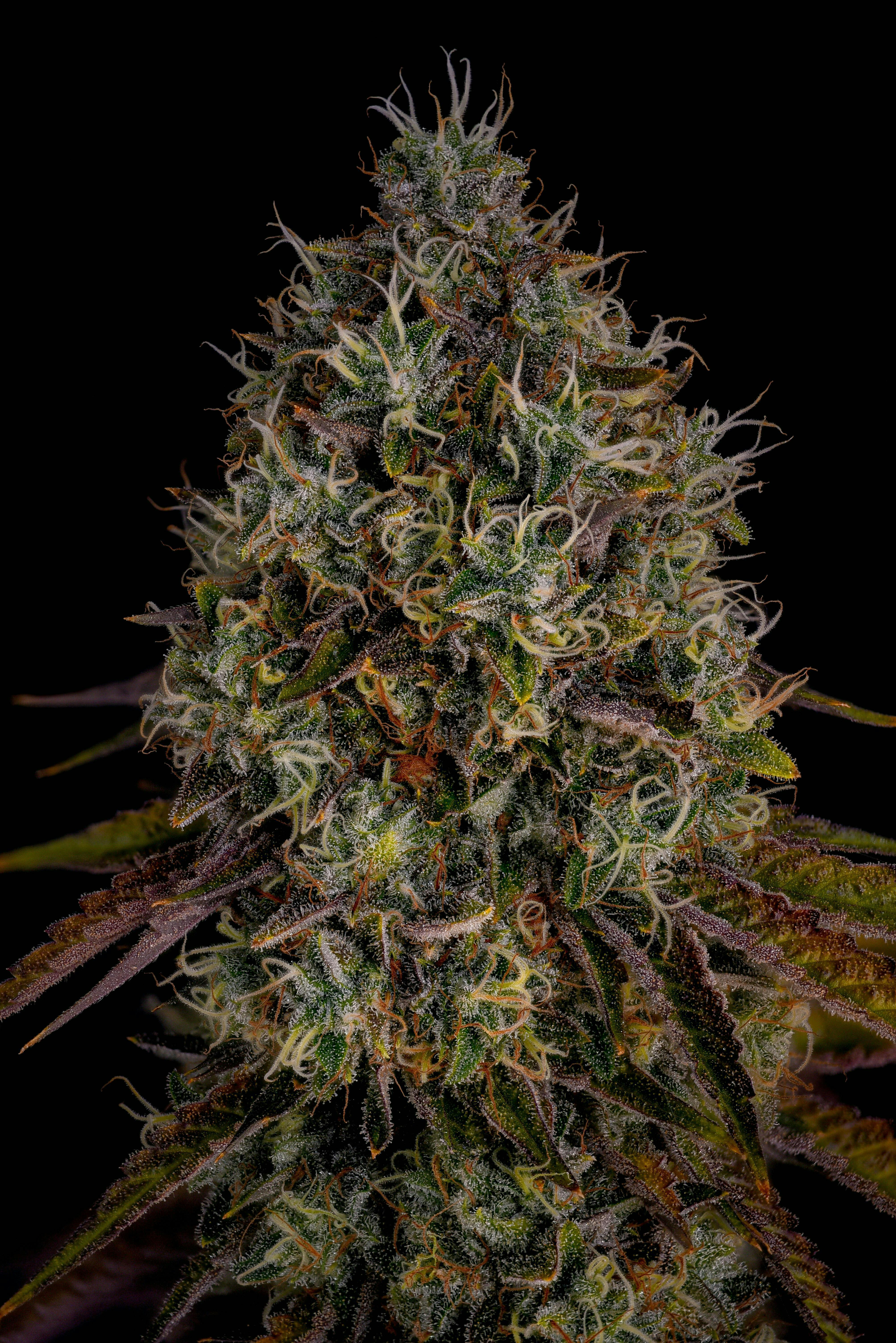 GOOD DAY FARM - GDF: Flower | Malibu Mirage | 3.5g - 1