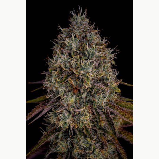 GOOD DAY FARM - GDF: Flower | Malibu Mirage | 3.5g - 1