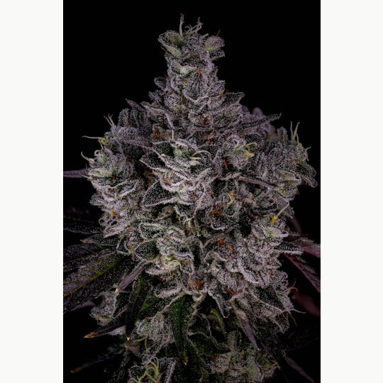 GOOD DAY FARM - GDF: Flower | Vice City #7 | 3.5g - 1