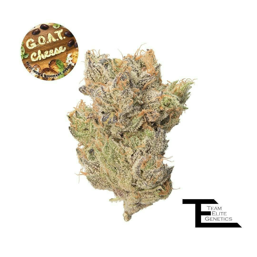 Team Elite Genetics - G.O.A.T. Cheese | Big Buds | 3.5g - 1