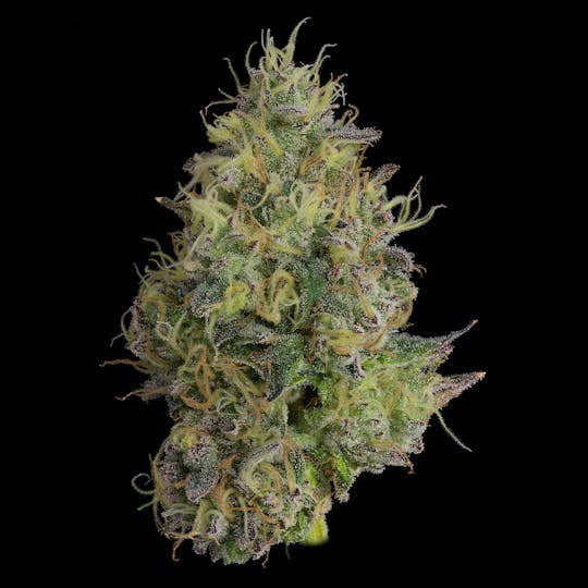 UpNorth - GMO - 1g Pre-roll - 1