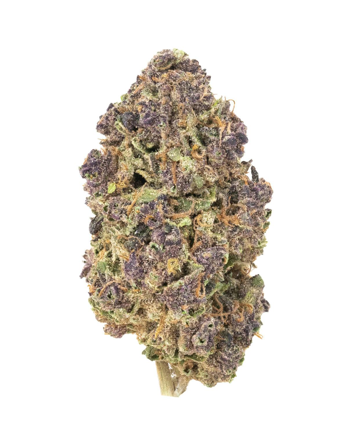 Burr's Place - Burr’s Place Grower's Reserve | Tropicana Shoes - 3.5g Jar (Hybrid) - 1