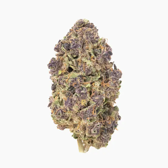 Burr's Place - Burr’s Place Grower's Reserve | Tropicana Shoes - 3.5g Jar (Hybrid) - 1