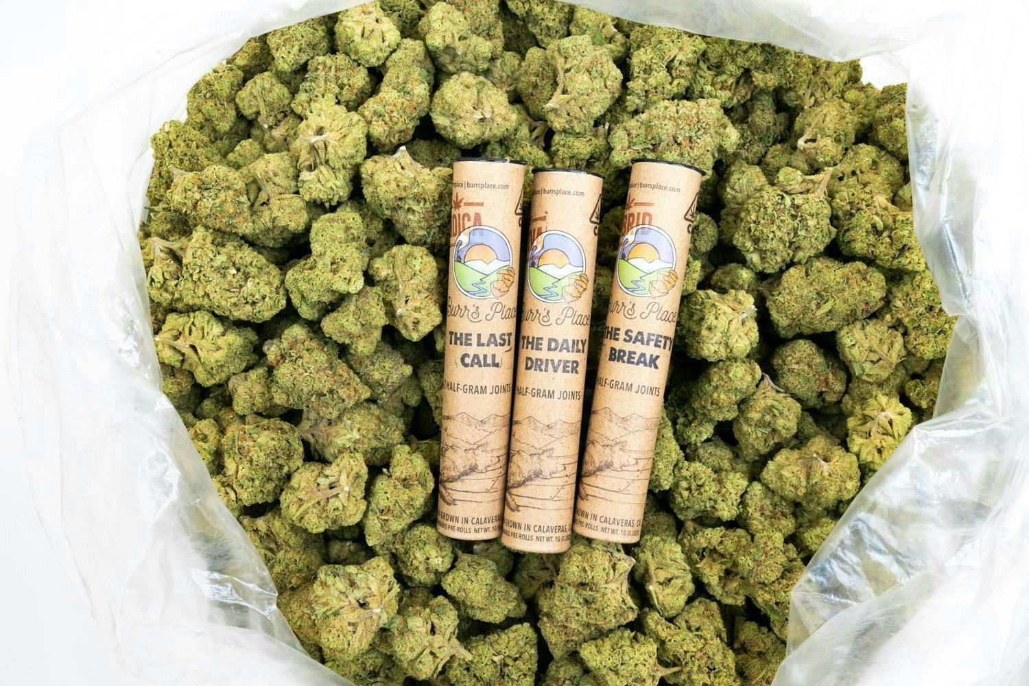 Burr's Place - The Safety Break | Hybrid Blend Minis | 0.5g each | 2pk - 1