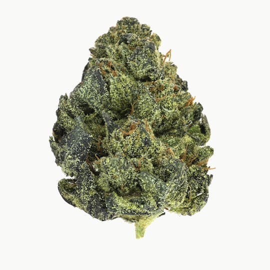 Prolific Growhouse - Candy Haze - 1