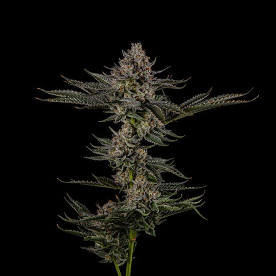 Zenoa - Cherry Butter - 1