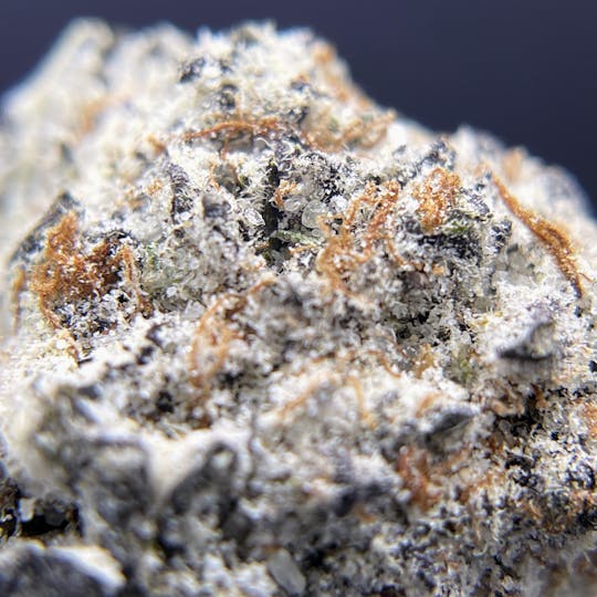 Twenty Two K / 22k - BLACK PEARL - Diamond Coated Indoor - Red Velvet Runtz - 3.5g | 1/8oz - 1