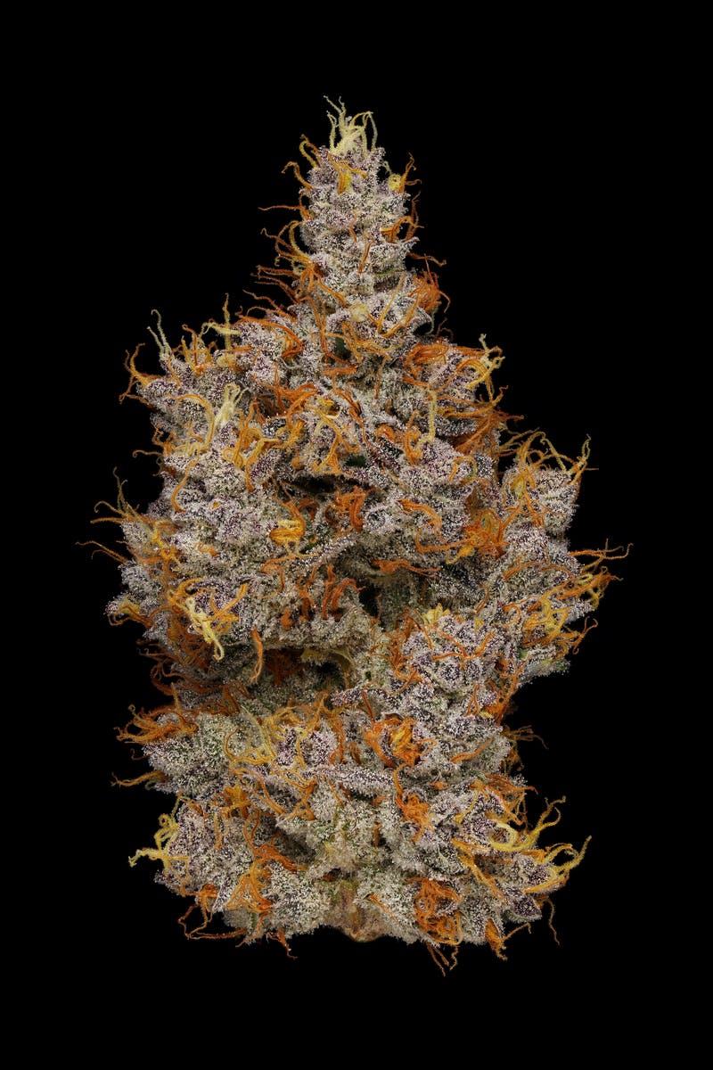 PHASES - Phases | Vibration | Hawaiian Headband | Big Buds | 3.5g - 1