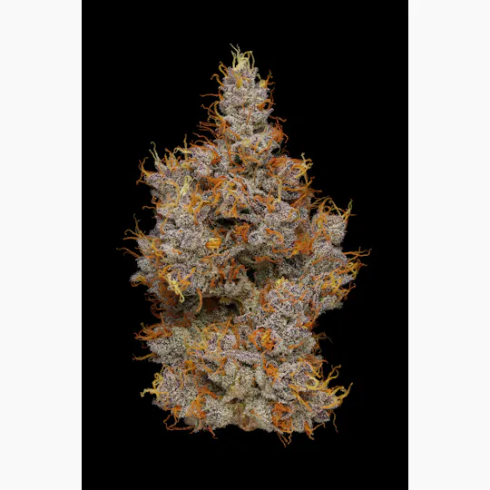 PHASES - Phases | Vibration | Hawaiian Headband | Big Buds | 3.5g - 1