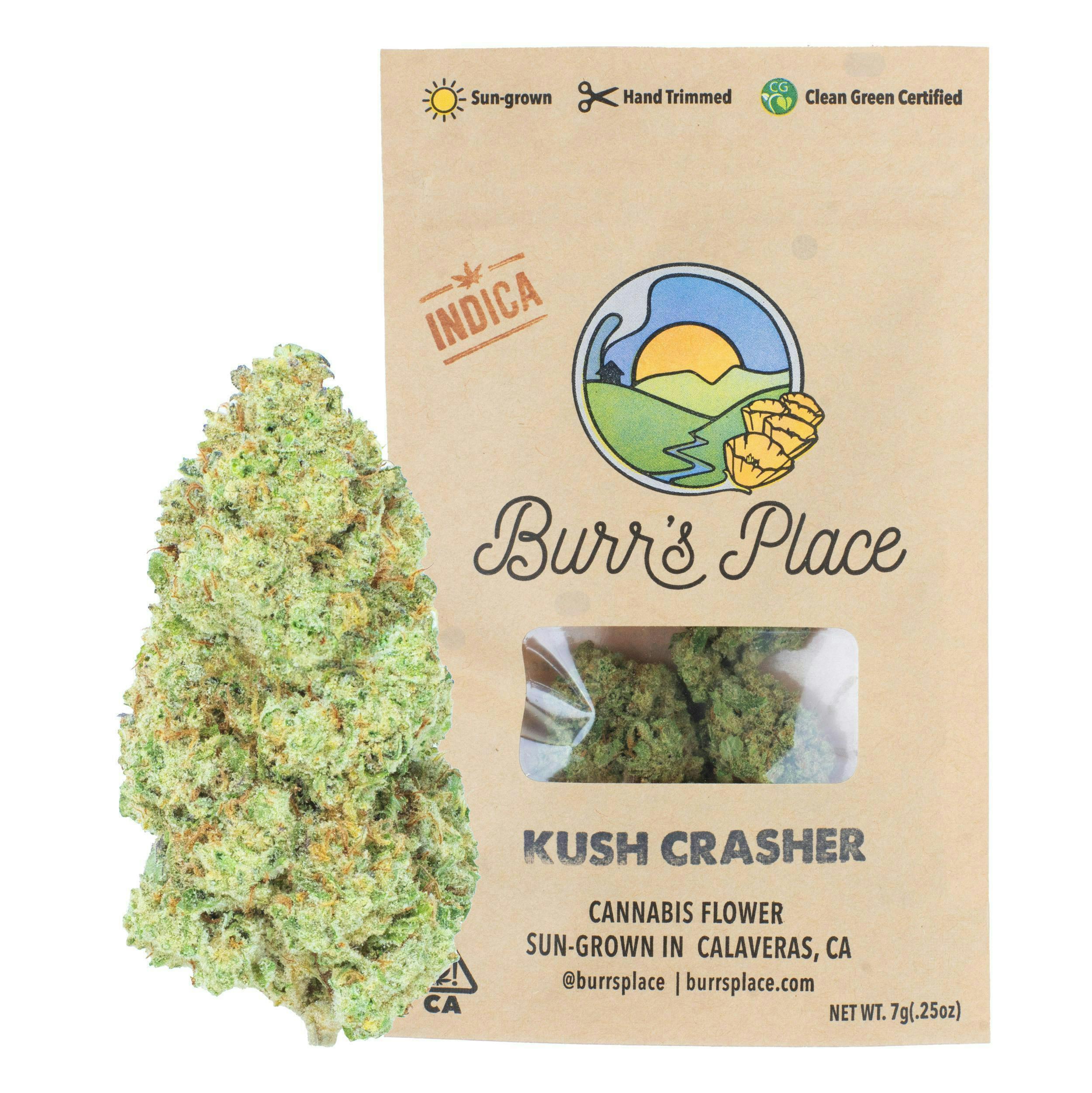 Burr's Place - Kush Crasher | Big Buds | 7g - 1