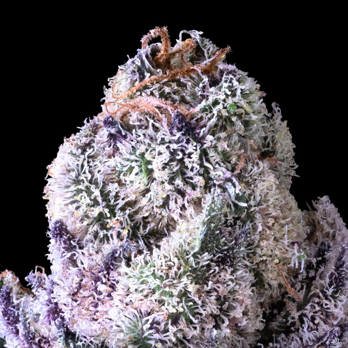 Pre-98 Bubba Kush x Runtz - Maven Genetics