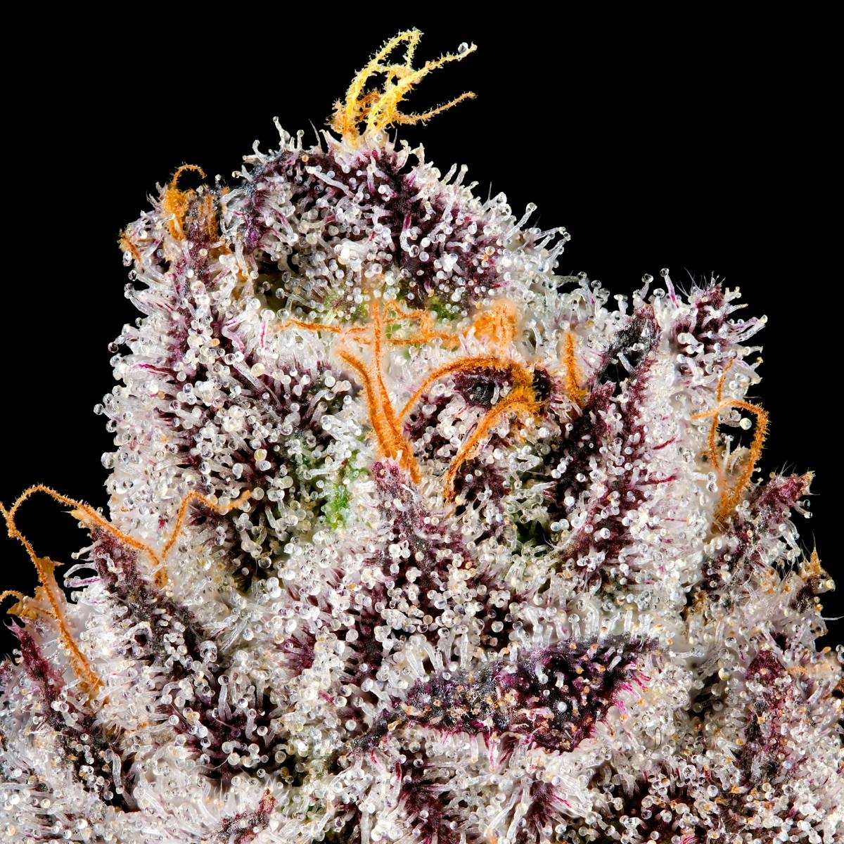 Pre-98 Bubba Kush x Runtz - Maven Genetics