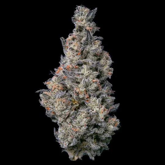 Fig Farms - Fig Farms | Donut Shop | Big Buds - 1