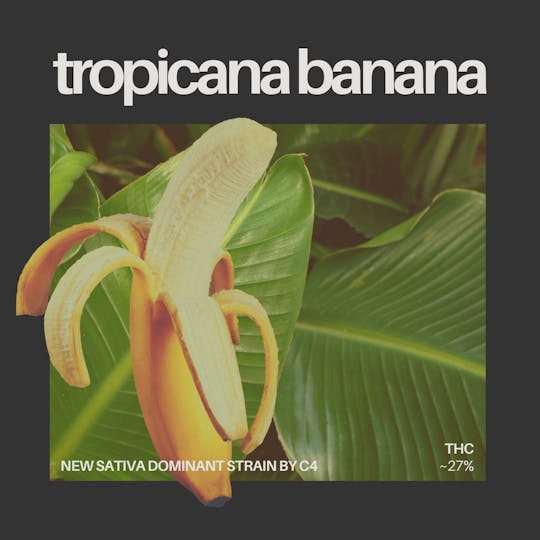C4 (Carroll County Cannabis Co.) - Tropicana Banana 1 Gram Infused Pre-Roll 5 Pack - 1