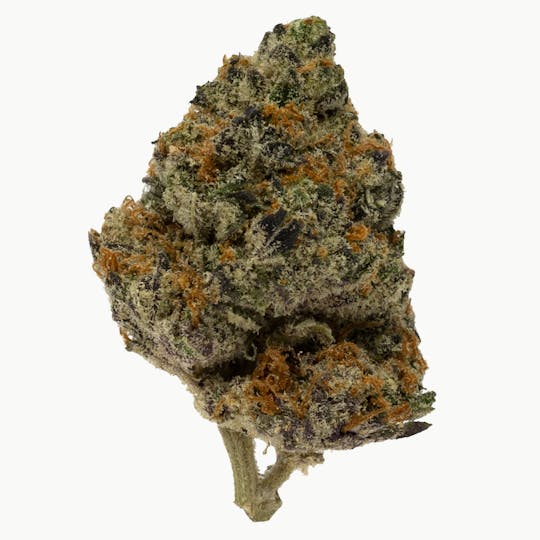 Prolific Growhouse - Cocoa Lato - 1