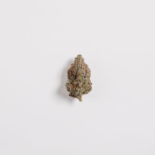 SASHI - Lemon Cherry Gelato - 1