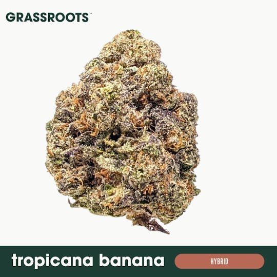 Grassroots - Tropicana Banana Flower - 1