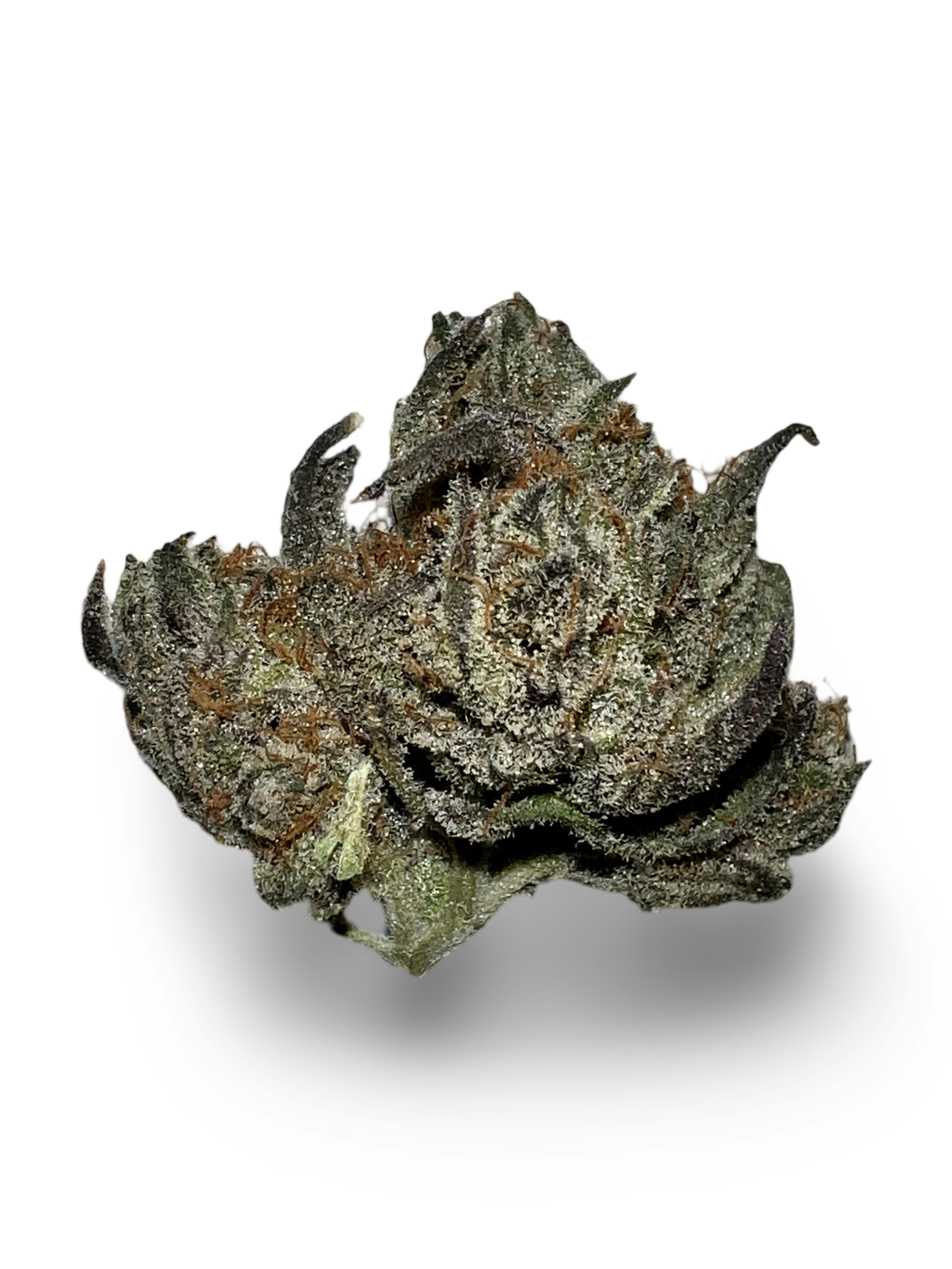 Indico - El Chapo - Stella's Farm - 1