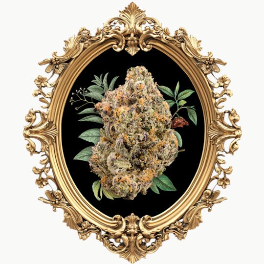 Goddess - Jet Fuel Gelato 3.5G - 1