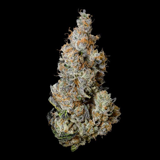 Tribal - Triple Burger 28G - 1