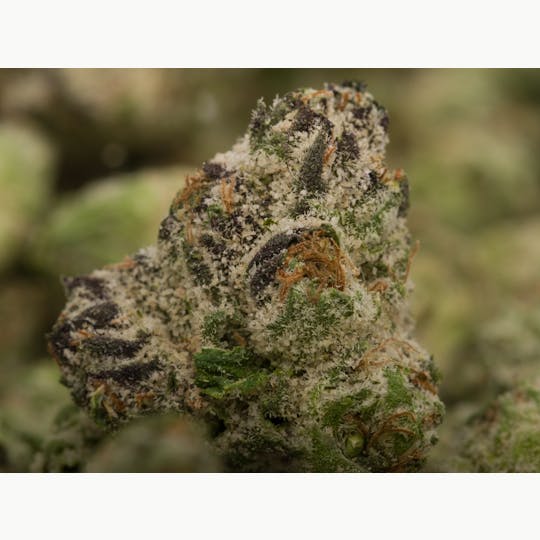 GEMZ PREMIUM - GEMZ BOLO HORCHATA 14G INDOOR SMALLS - 1