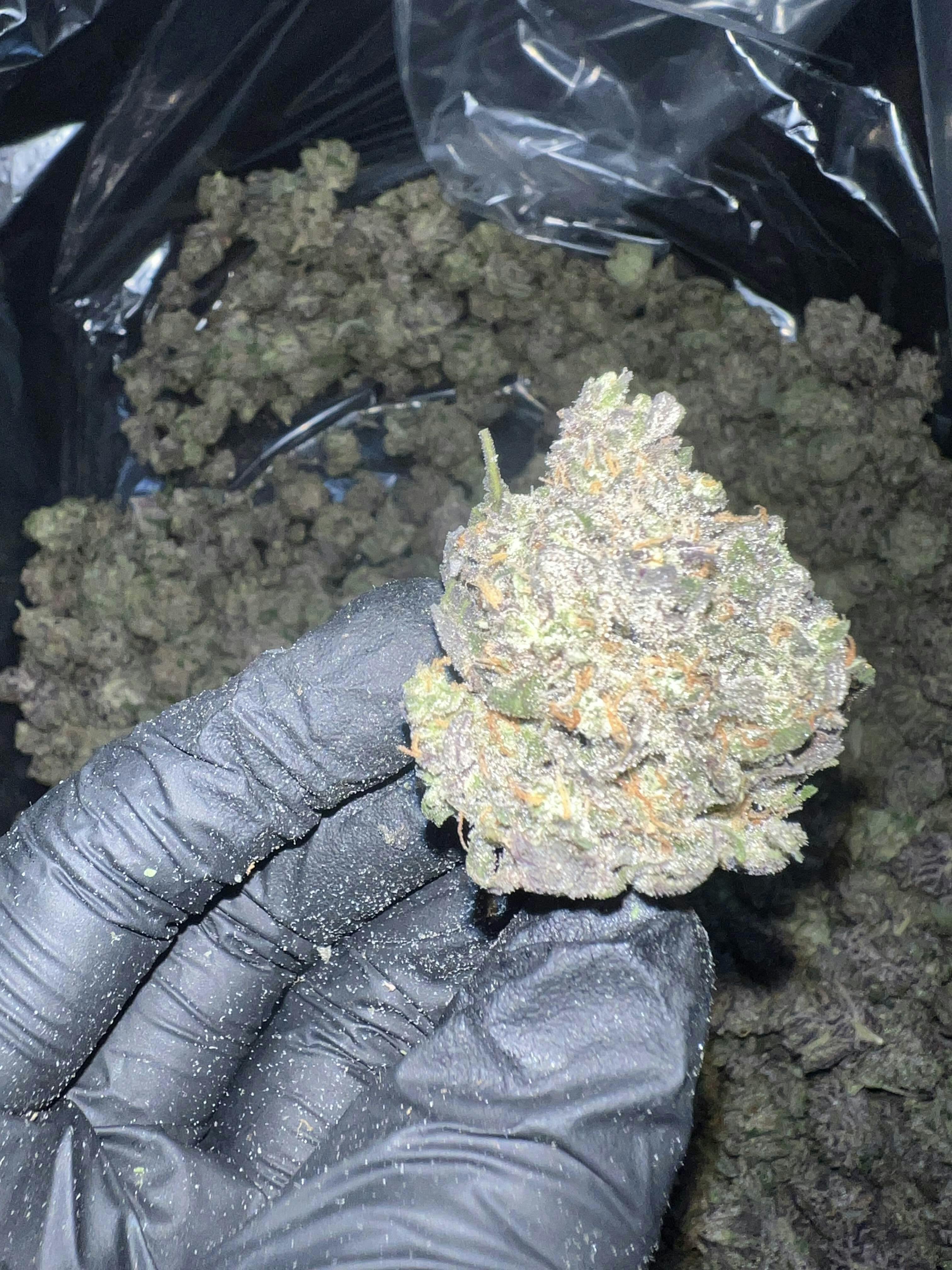 Calyxeum - Pink Runtz Deli Style Indoor Flower - 1