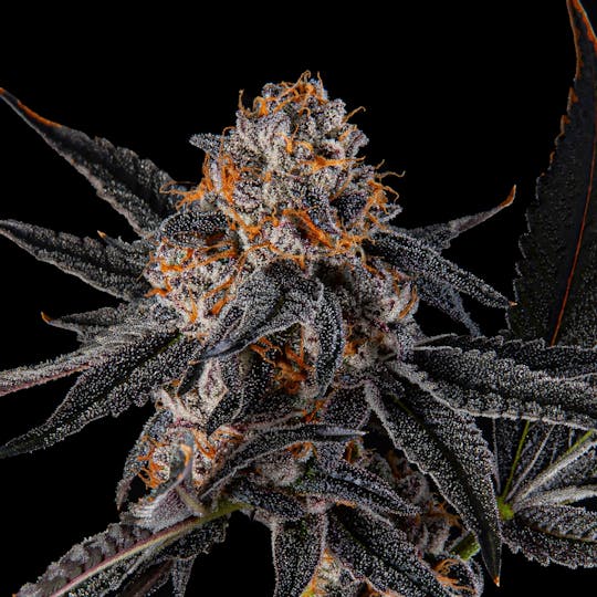 Zenoa - Cadillac Rainbows - 1