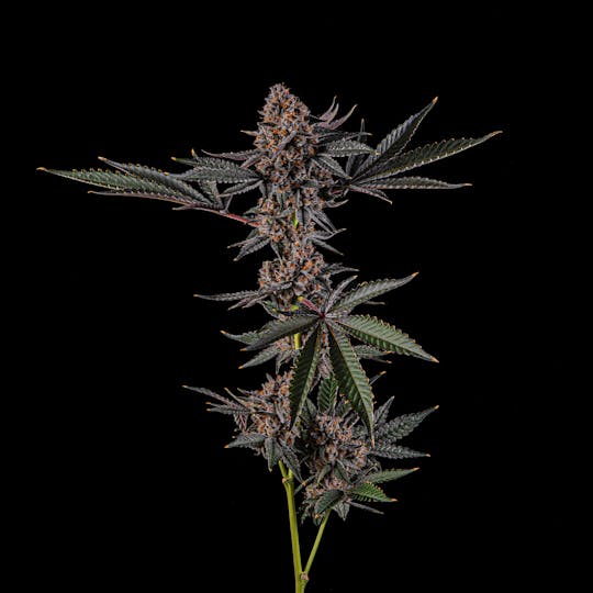 Zenoa - Chili Verde - 1