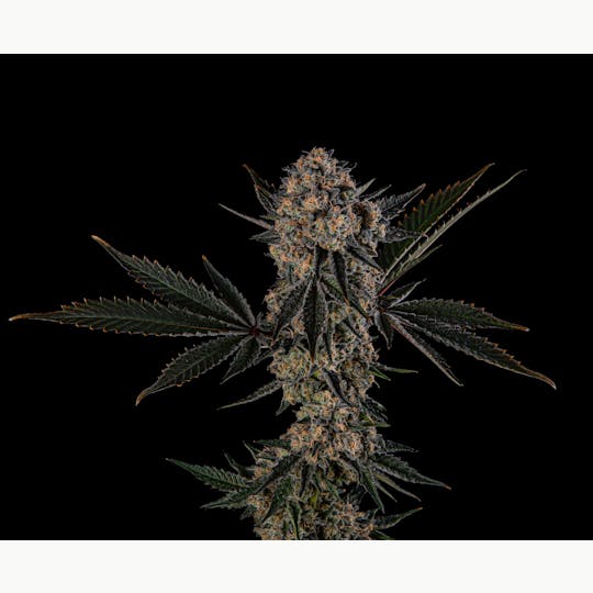 Zenoa - Chilled Cherries - 1