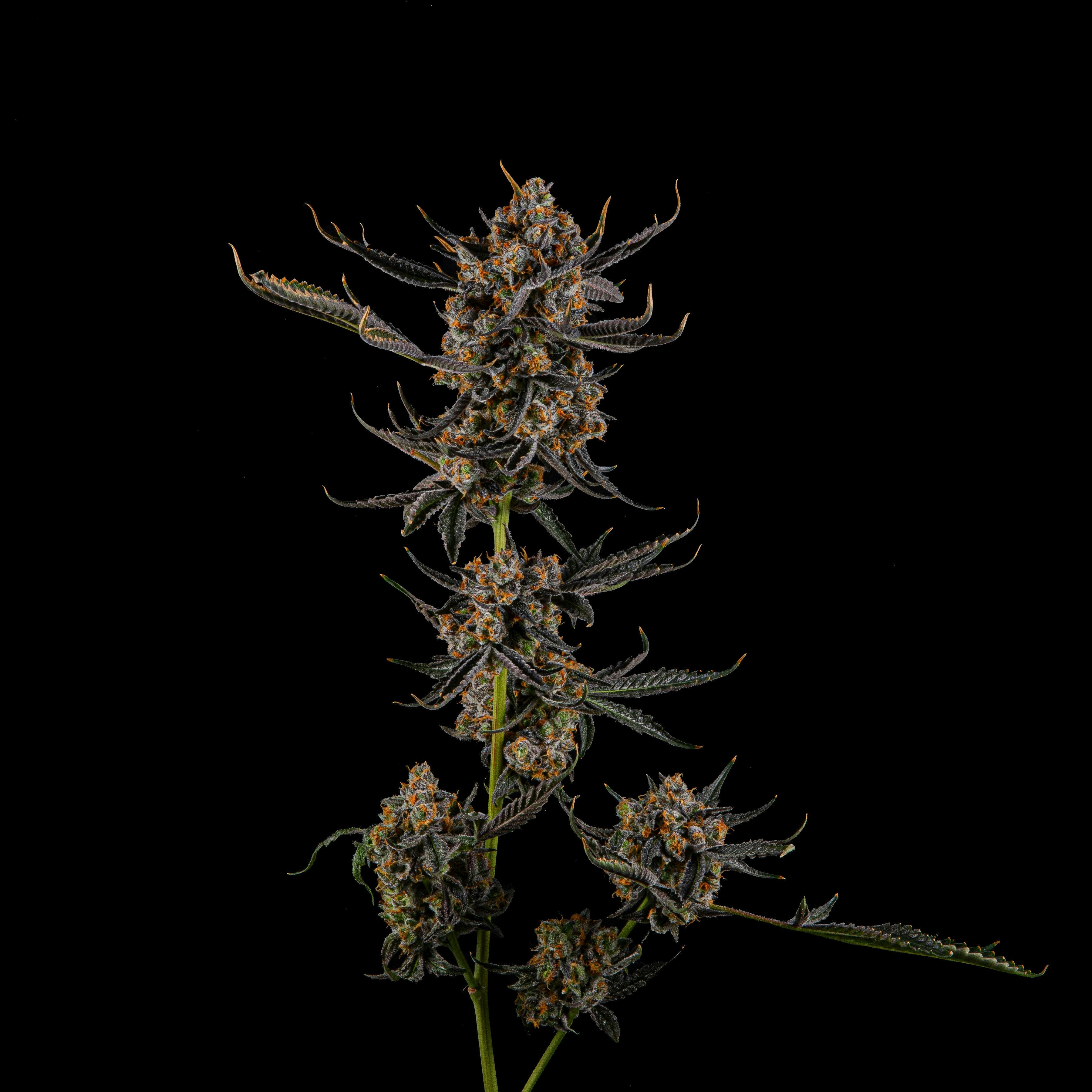 Zenoa - Monte Cristo - 1