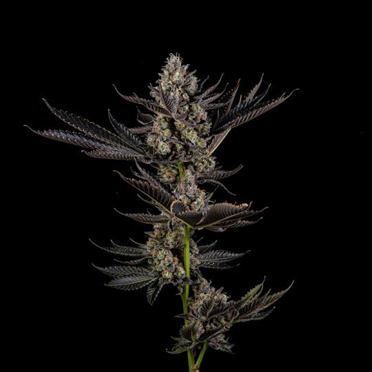 Zenoa - Peanut Butter Strudel - 1