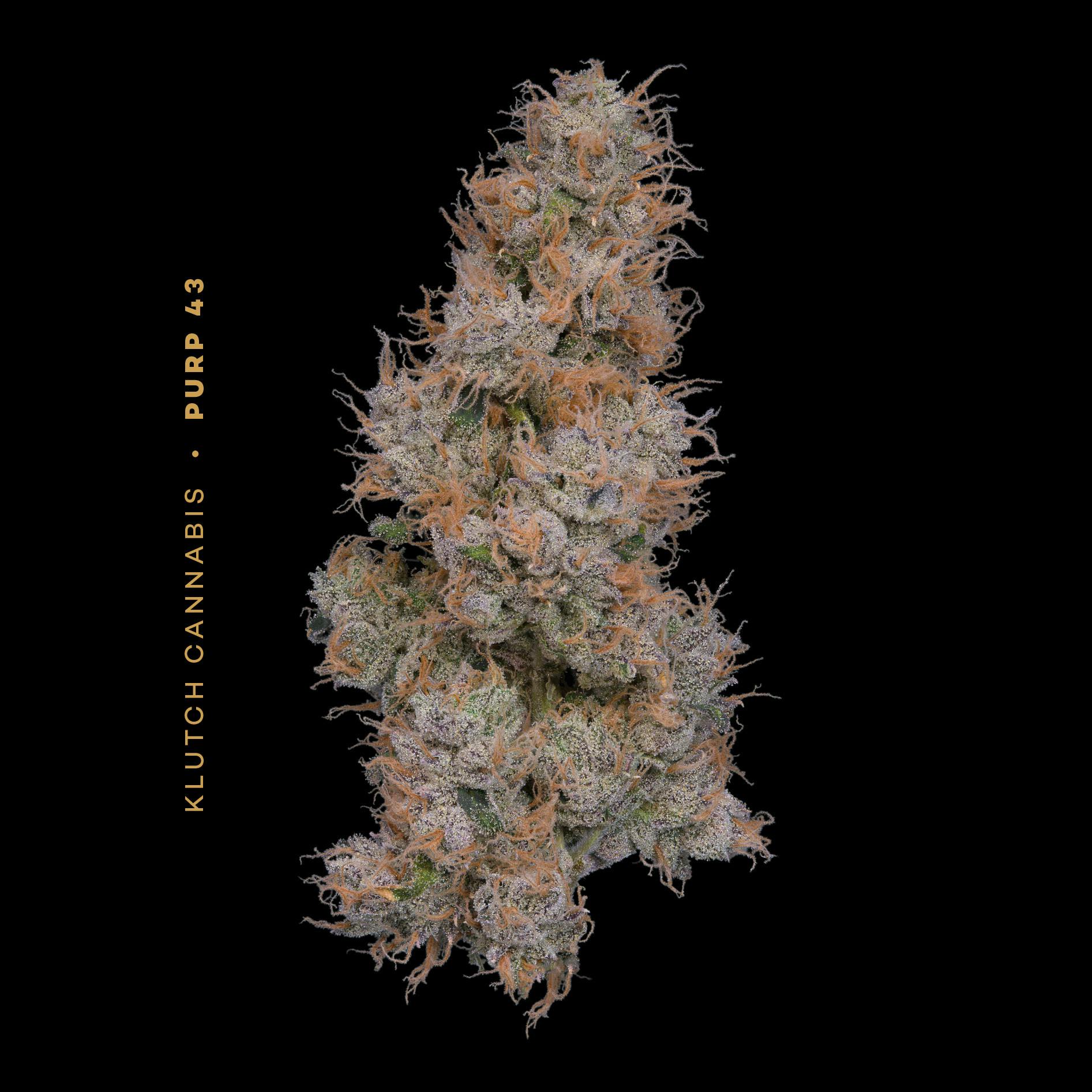 Klutch Cannabis - Purp 43 - Flower 14.15g - 1