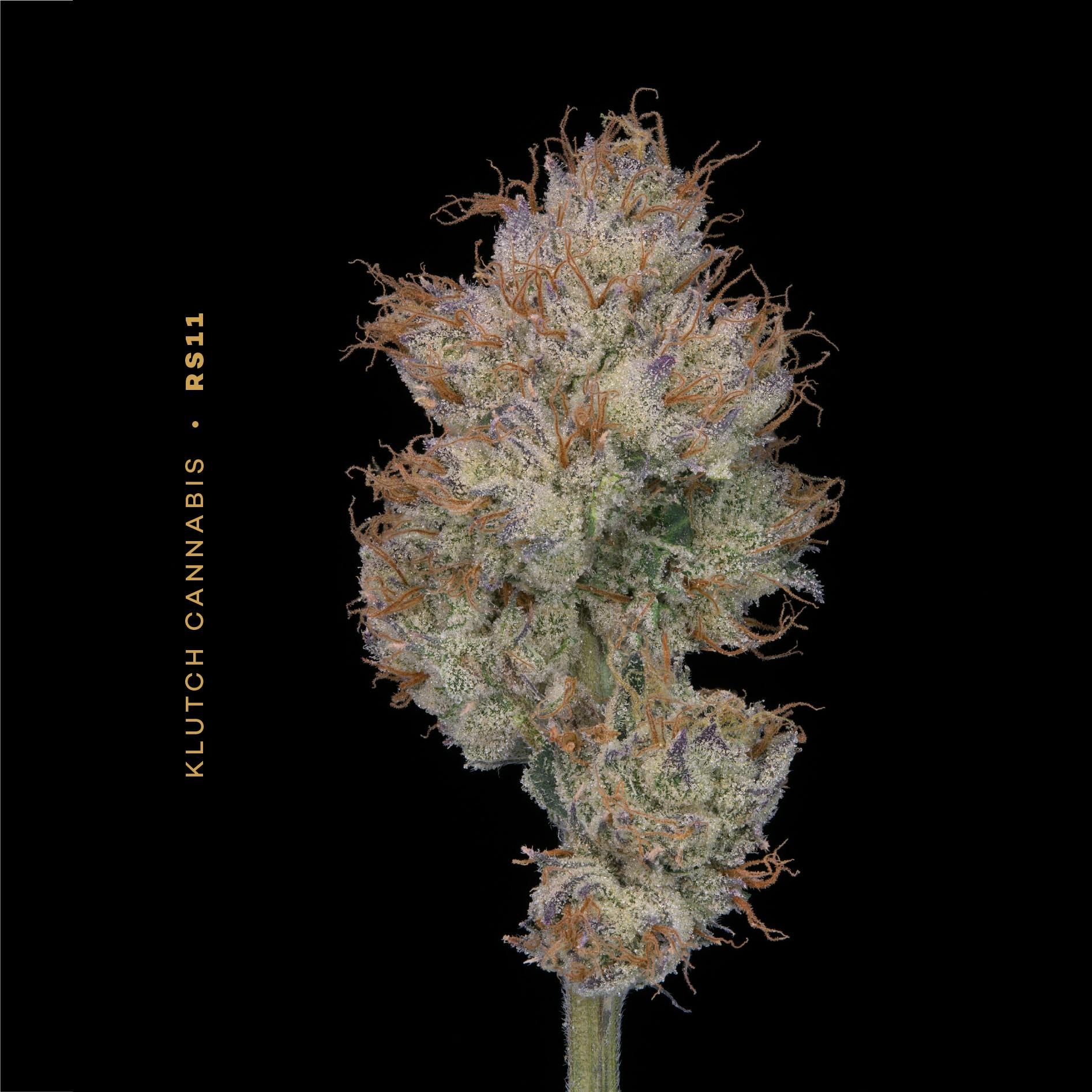 Klutch Cannabis - RS11 - Flower 5.66g - 1