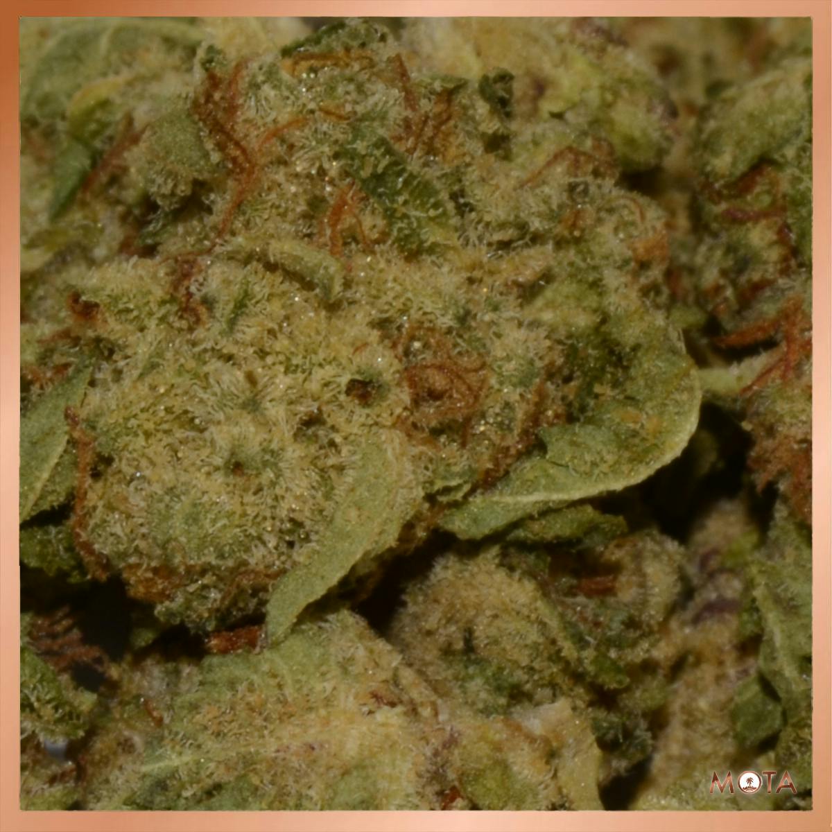 MOTA - Illemonati (7g) SATIVA Outdoor [Mota] - 1